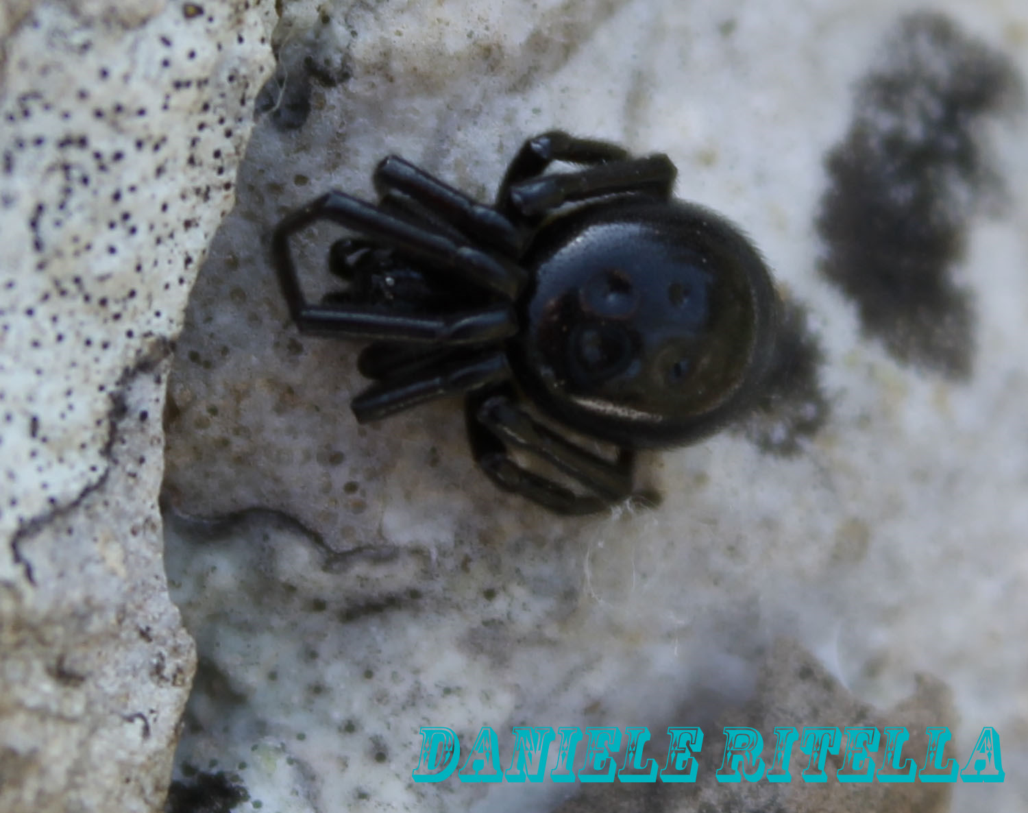 Steatoda paykulliana